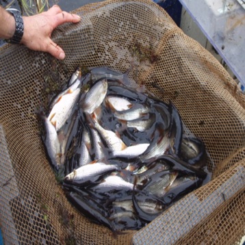 Mixed bag coarse fish